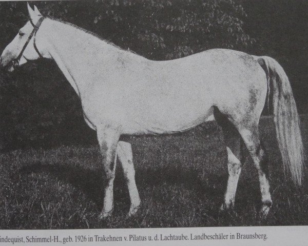 Deckhengst Lindequist 3341 (Trakehner, 1926, von Pilatus)