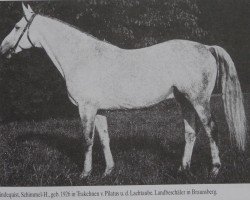 stallion Lindequist 3341 (Trakehner, 1926, from Pilatus)