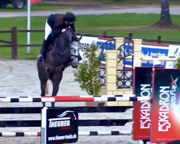 jumper Cooldown 2 (Hanoverian, 2019, from Colman)