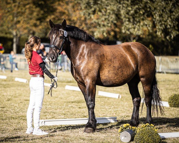 broodmare Alexandria von Gransee (Rhenish-German Cold-Blood, 2018, from Axel von Axien)