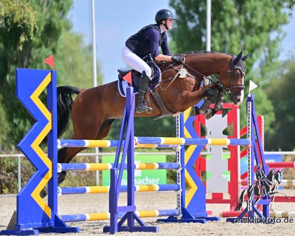 jumper Celeste Wr (German Sport Horse, 2011, from Century)