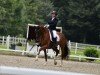 dressage horse Santorini (Westphalian, 2013, from Sir Heinrich OLD)