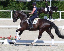 dressage horse Emilio de Vino (German Sport Horse, 2019, from Emilio)