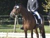 dressage horse Kim 355 (Pony without race description, 2006)