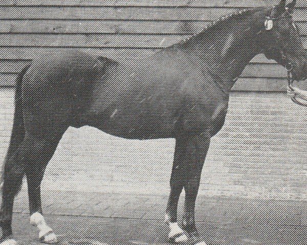 Deckhengst Atleet (Nederlands Rijpaarden en Pony, 1974, von Royal Greylight AA)