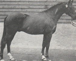 Deckhengst Atleet (Nederlands Rijpaarden en Pony, 1974, von Royal Greylight AA)