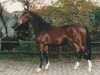 Deckhengst Jur (Nederlands Rijpaarden en Pony, 1993, von Juravel ox)