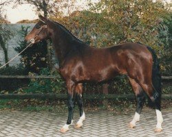 Deckhengst Jur (Nederlands Rijpaarden en Pony, 1993, von Juravel ox)