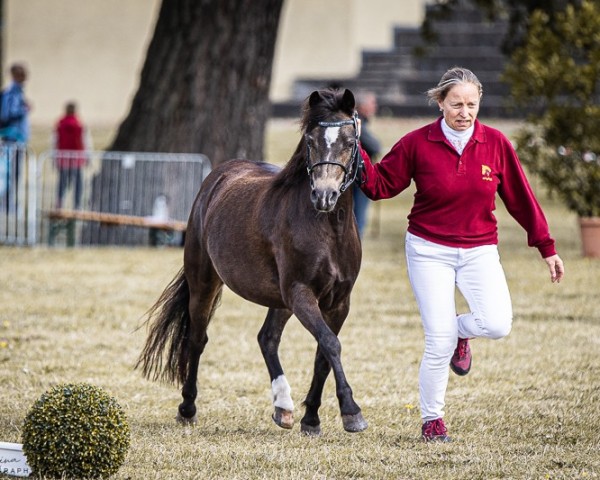 broodmare Dana G (Welsh mountain pony (SEK.A), 2020, from Leybuchts Goda)