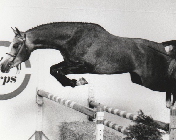 stallion Paledo (Nederlands Rijpaarden en Pony, 1991, from Pion)