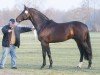 stallion Leeroy 25 (Hanoverian, 2000, from Lacantus)