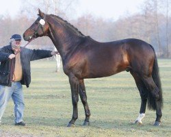 stallion Leeroy 25 (Hanoverian, 2000, from Lacantus)