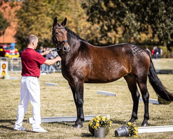 broodmare Amelie 164 (Sachs-door. Heavy Warmbl., 2018, from Elbcapitän)