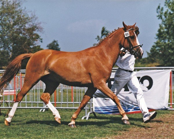 Zuchtstute Wendela (Nederlands Rijpaarden en Pony, 1991, von Purpur ox)