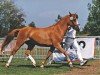 broodmare Wendela (Nederlands Rijpaarden en Pony, 1991, from Purpur ox)