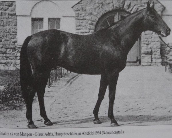 stallion Baalim xx (Thoroughbred, 1958, from Mangon xx)