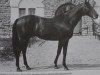 stallion Baalim xx (Thoroughbred, 1958, from Mangon xx)