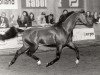 stallion Saporos ox (Arabian thoroughbred, 1991, from Saoud van Jonker ox)