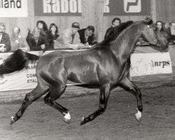 stallion Saporos ox (Arabian thoroughbred, 1991, from Saoud van Jonker ox)