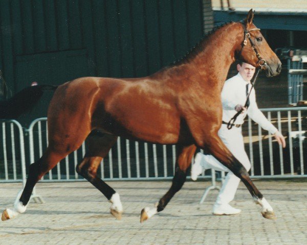 stallion Sander (Nederlands Rijpaarden en Pony, 1998, from Saporos ox)