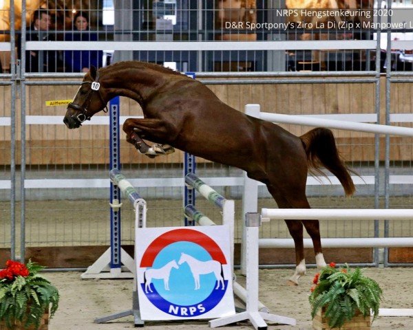 stallion Ziro-La-Di (Nederlands Rijpaarden en Pony, 2017, from Zip)