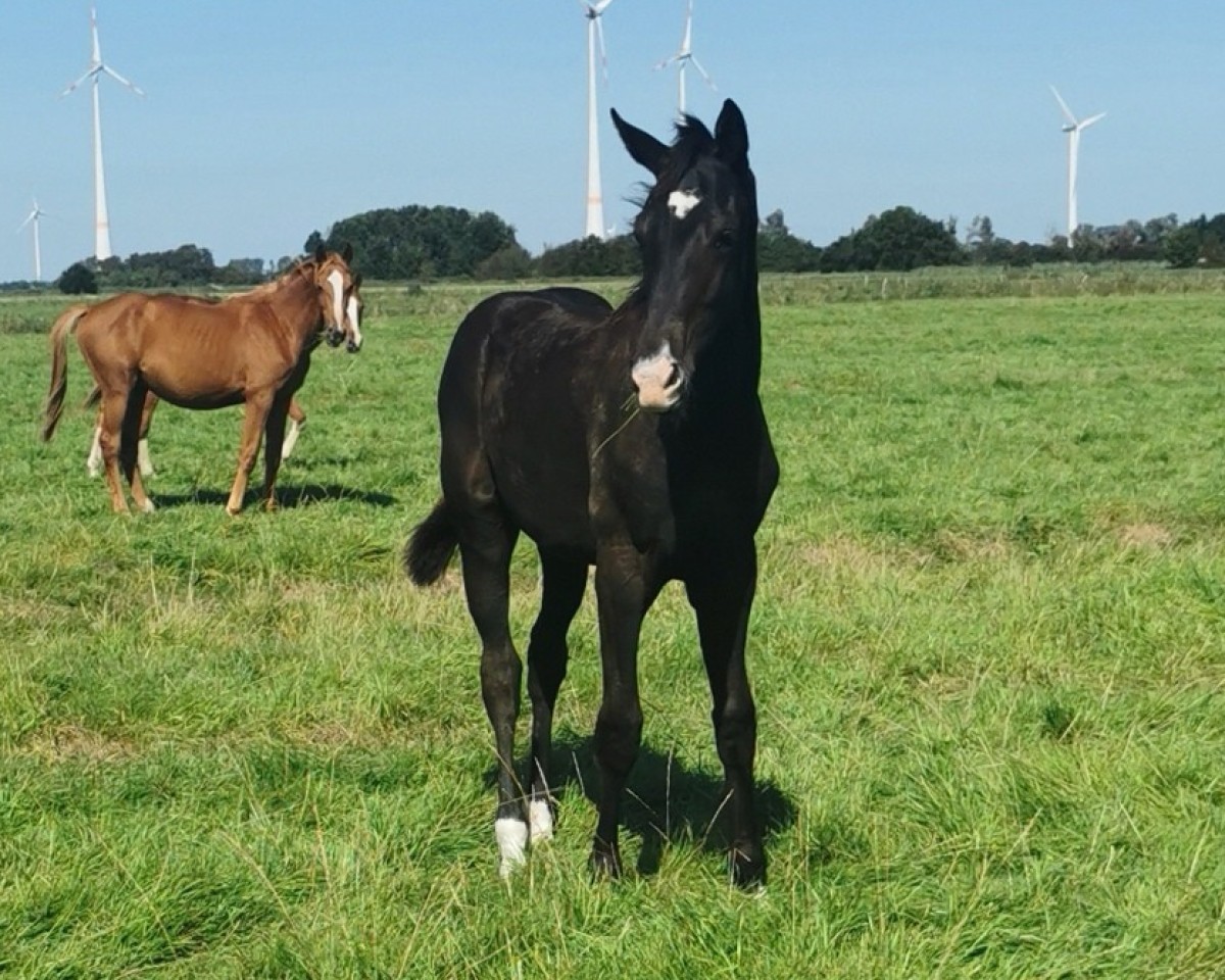 dressage horse Ballantine's (Hanoverian, 2023, from Bellany)