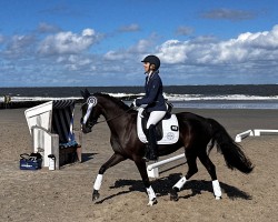 dressage horse My Gold (German Sport Horse, 2019, from For Gold OLD)