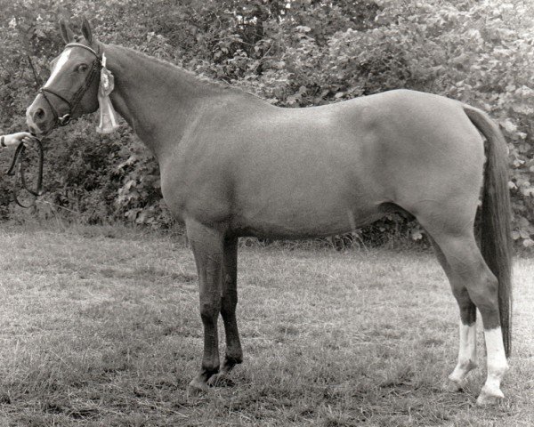 broodmare Anita (Nederlands Rijpaarden en Pony, 1988, from Montie)