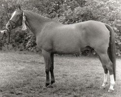 Zuchtstute Anita (Nederlands Rijpaarden en Pony, 1988, von Montie)