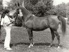 broodmare Rosieta (Nederlands Rijpaarden en Pony, 1984, from El Beauty)