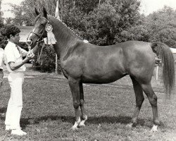 Zuchtstute Rosieta (Nederlands Rijpaarden en Pony, 1984, von El Beauty)