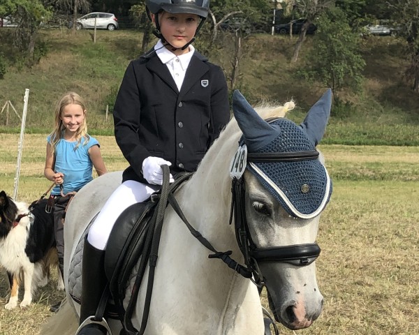 dressage horse Dajas Higflower (Welsh mountain pony (SEK.A), 2009, from Maesgwyn Hot Item)