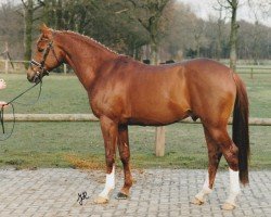 Deckhengst Cadans (Nederlands Rijpaarden en Pony, 1991, von Condor ox)