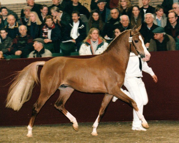 Pferd Boy (Nederlands Rijpaarden en Pony, 1998, von Byran)