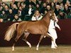 Pferd Boy (Nederlands Rijpaarden en Pony, 1998, von Byran)