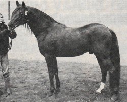 stallion Royal ox (Arabian thoroughbred, 1976, from Silver Royal ox)