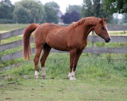 Zuchtstute Jasmin V (Nederlands Rijpaarden en Pony, 1993, von Nucari)