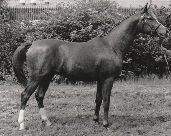 Pferd Eagle (Nederlands Rijpaarden en Pony, 1986, von El Beauty)