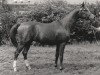 Pferd Eagle (Nederlands Rijpaarden en Pony, 1986, von El Beauty)