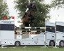 jumper Qrismar vd Bisschop (Belgian Warmblood, 2016, from Douglas)