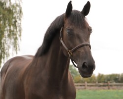 jumper Dancing Lady S Z (Zangersheide riding horse, 2016, from Dominator 2000 Z)