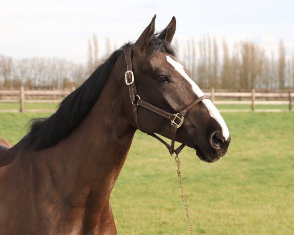 Springpferd Romy van de Molenhoek (Belgisches Warmblut, 2017, von Nixon van 't Meulenhof)