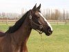 Springpferd Romy van de Molenhoek (Belgisches Warmblut, 2017, von Nixon van 't Meulenhof)