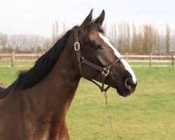 jumper Romy van de Molenhoek (Belgian Warmblood, 2017, from Nixon van 't Meulenhof)