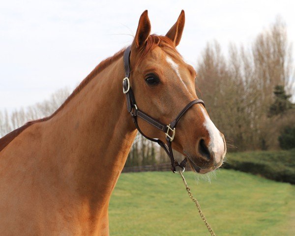 Springpferd Money Maker de Septon Z (Zangersheide Reitpferd, 2017, von Menko vd Wellington)