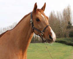 jumper Money Maker de Septon Z (Zangersheide riding horse, 2017, from Menko vd Wellington)