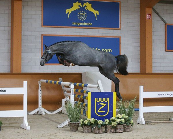 stallion Cavani van Heiste Z (Zangersheide riding horse, 2018, from Corico Z)