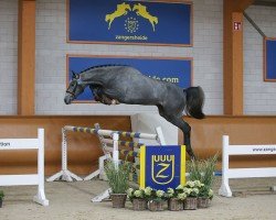 stallion Cavani van Heiste Z (Zangersheide riding horse, 2018, from Corico Z)