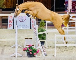 Springpferd Summer Ter Leydonck (Belgisches Warmblut, 2018, von Bamako de Muze)