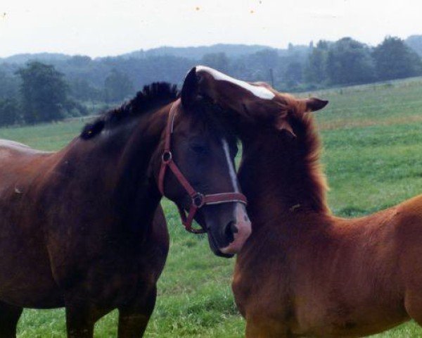 broodmare Amazone (Westphalian, 1979, from Arino)